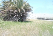 Suelo urbano en venta en la España, Oliva, ref: TR129967 foto