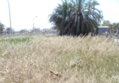 Suelo urbano en venta en la España, Oliva, ref: TR129967 foto