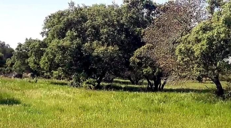 Cáceres - Aldea del Cano - 250000m2