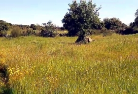 Aldea del Cano 250000&nbsp;m²