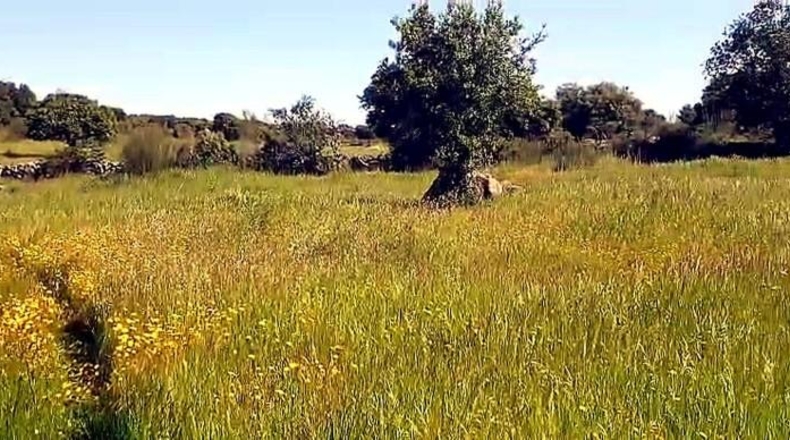 Cáceres - Aldea del Cano - 250000m2