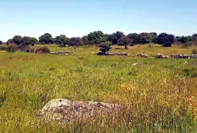 Aldea del Cano 250000&nbsp;m²
