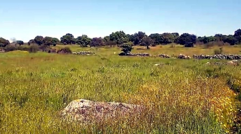 Cáceres - Aldea del Cano - 250000m2