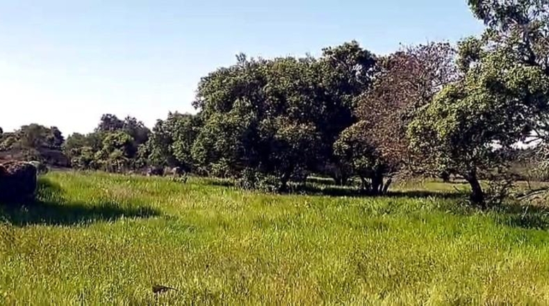 Cáceres - Aldea del Cano - 250000m2