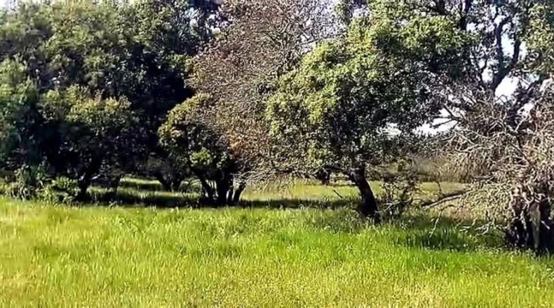 Cáceres - Aldea del Cano - 250000m2