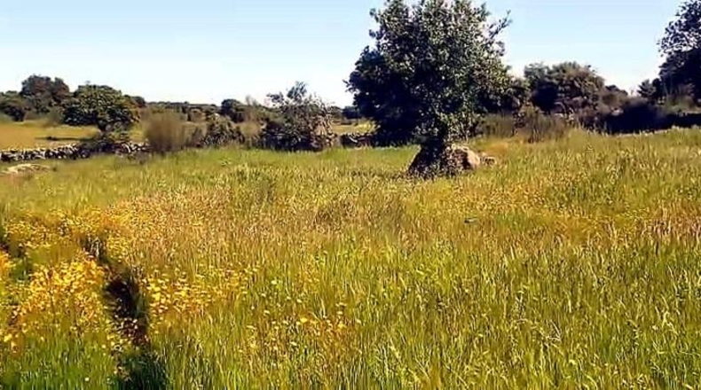 Cáceres - Aldea del Cano - 250000m2