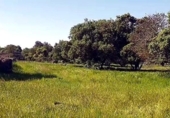 Non-developable land for sale on España, Aldea del Cano, ref: TR390643 photo