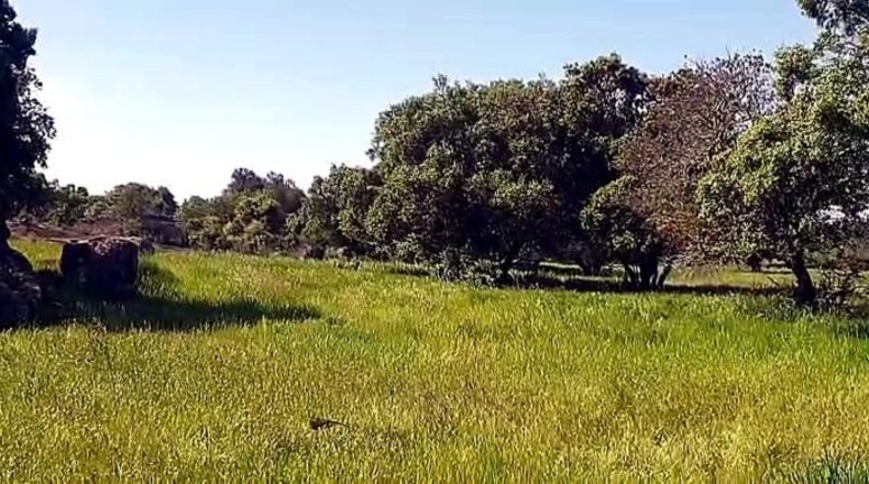 Cáceres - Aldea del Cano - 250000m2