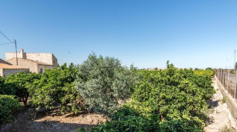 Аликанте - Callosa de Segura - 1450m2
