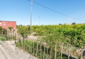 Detached villa with land for sale on España, Callosa de Segura, ref: TR409708 photo