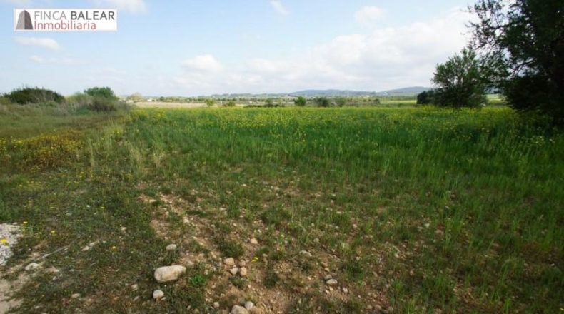Valencia - Albaida - 13908m2