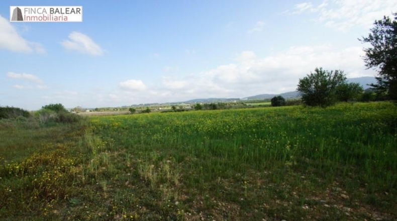 Valencia - Albaida - 13908m2