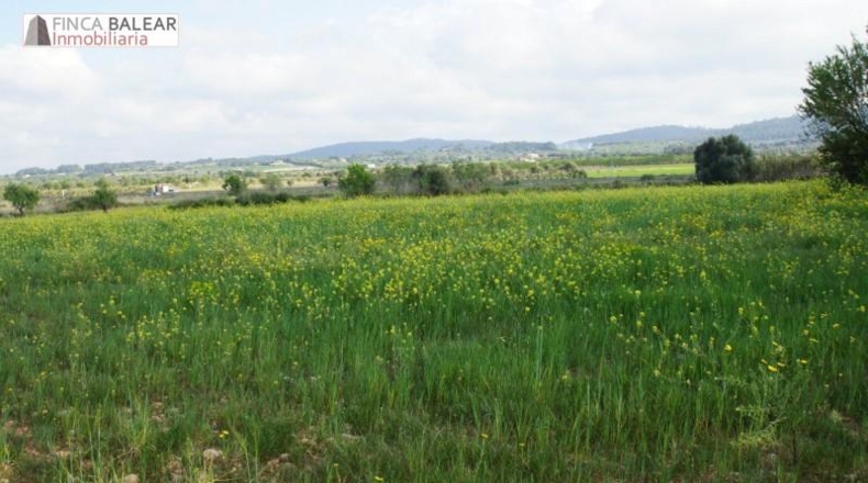 Valencia - Albaida - 13908m2