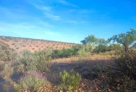 Belvís de la Jara 308922&nbsp;m²