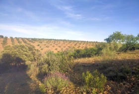 Belvís de la Jara 308922&nbsp;m²