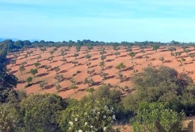 Belvís de la Jara 308922&nbsp;m²