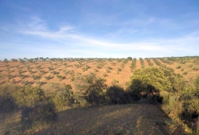 Belvís de la Jara 308922&nbsp;m²