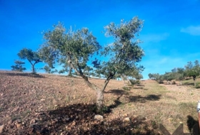 Belvís de la Jara 308922&nbsp;m²