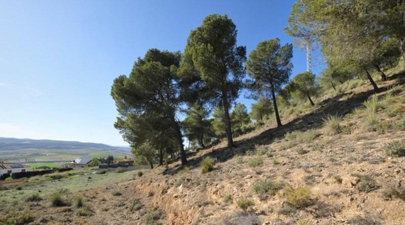 Granada - Padul - 2685m2