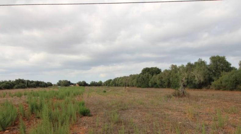 Balearic Islands - Felanitx - 16000m2