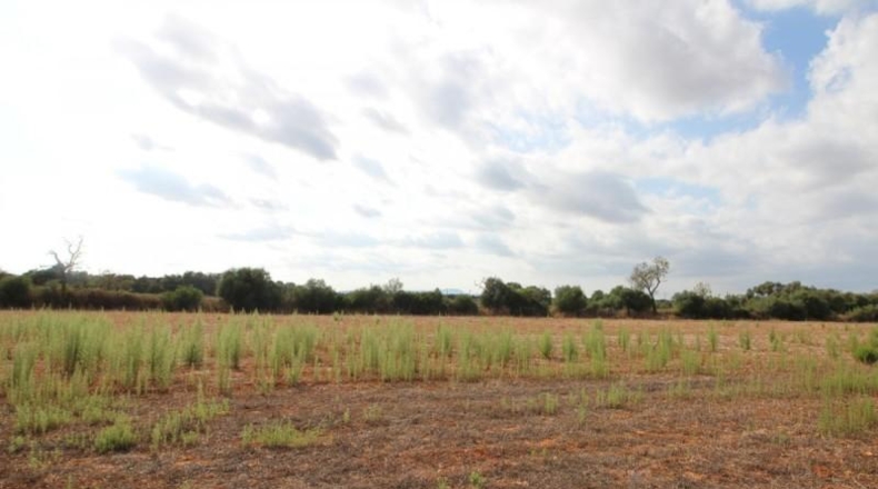 Balearic Islands - Felanitx - 16000m2