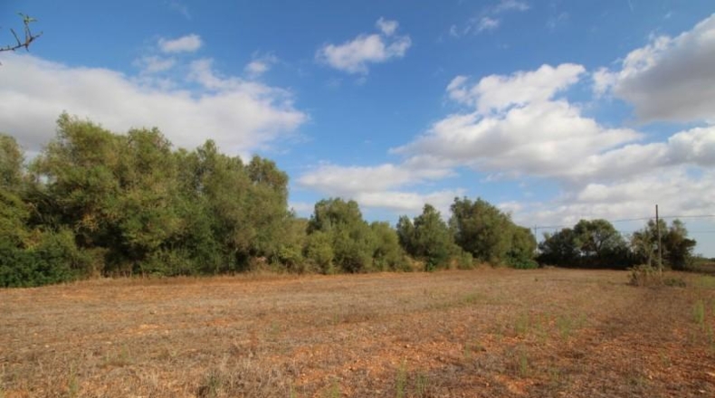 Balearic Islands - Felanitx - 16000m2