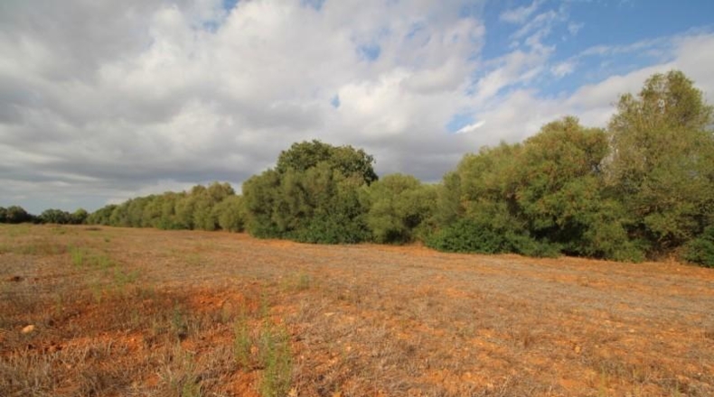 Balearic Islands - Felanitx - 16000m2