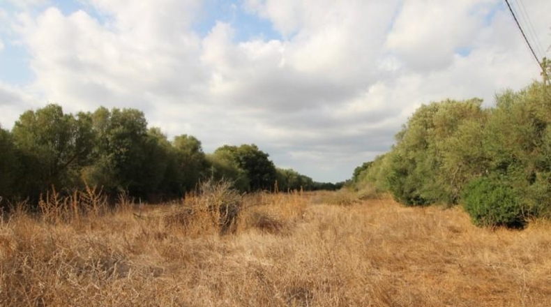 Balearic Islands - Felanitx - 16000m2