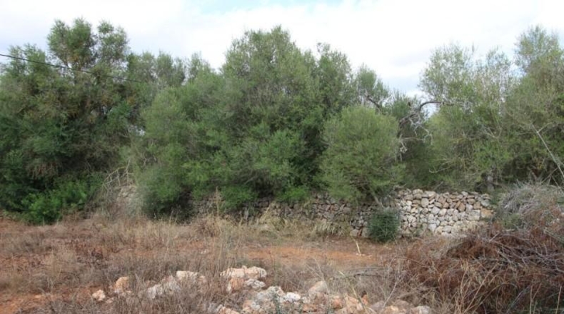 Balearic Islands - Felanitx - 16000m2