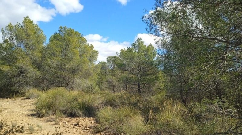 Murcia - Aledo - 25000m2