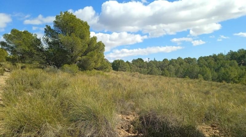 Murcia - Aledo - 25000m2