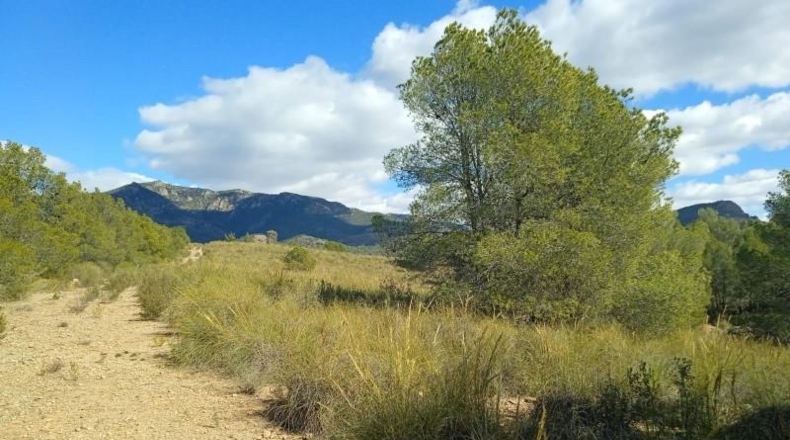 Murcia - Aledo - 25000m2