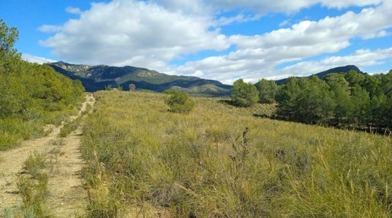 Murcia - Aledo - 25000m2