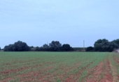 Terreno no urbanizable en venta en la España, Felanitx, ref: TR169281 foto