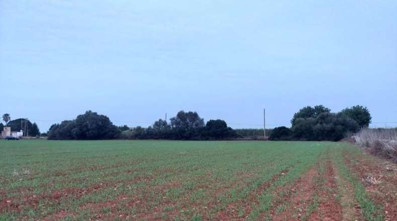 Balearic Islands - Felanitx - 16134m2