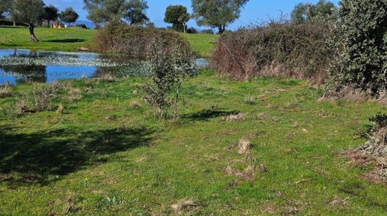 Cáceres - Aldea del Cano - 120000m2