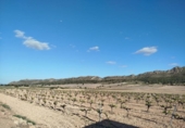 Country house with land for sale on España, Yecla, ref: TR402520 photo
