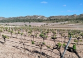 Country house with land for sale on España, Yecla, ref: TR402520 photo