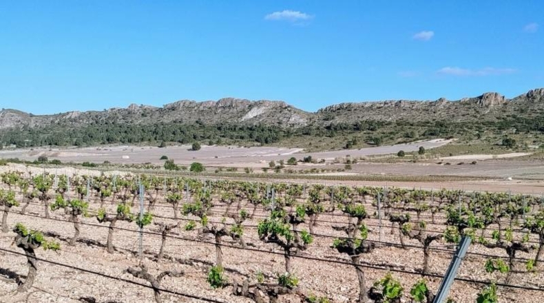Murcia - Yecla - 55000m2