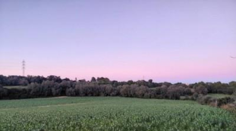 Islas Baleares - Manacor - 14300m2