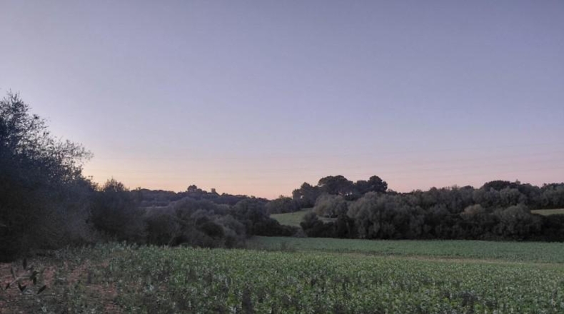 Islas Baleares - Manacor - 14300m2