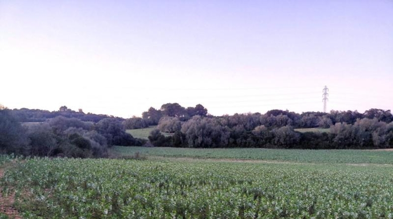 Islas Baleares - Manacor - 14300m2