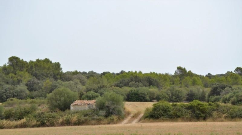 Balearic Islands - Muro - 26776m2