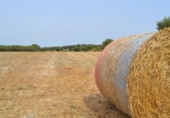 Xalet independent amb terreny en venda a la España, Muro, ref.: TR120150 foto