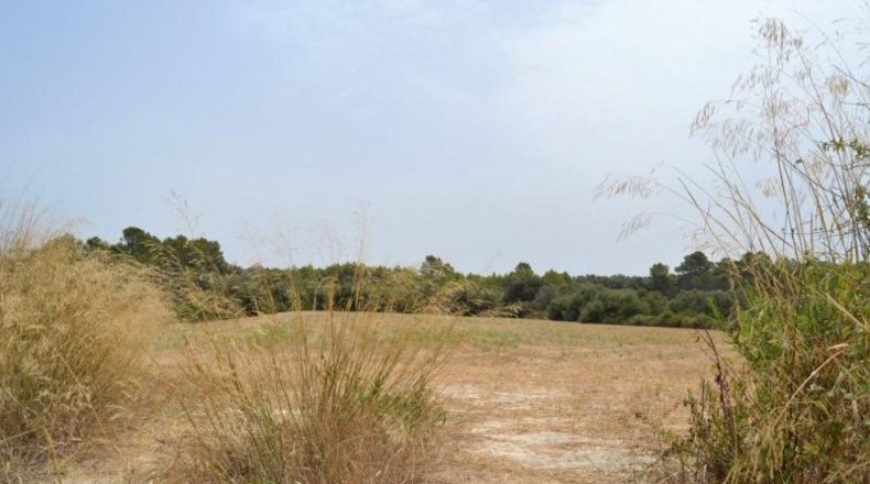 Balearic Islands - Muro - 26776m2