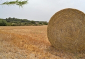 Xalet independent amb terreny en venda a la España, Muro, ref.: TR120150 foto