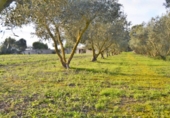 Chalet independiente con terreno en venta en la España, Muro, ref: TR152051 foto