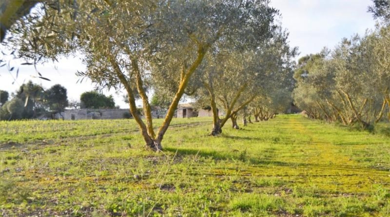 Islas Baleares - Muro - 22547m2