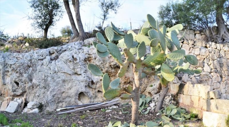 Islas Baleares - Muro - 22547m2
