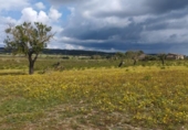 Parcel·la urbanitzable en venda a la España, Sineu, ref.: TR265641 foto